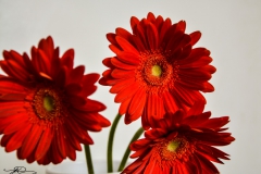 tootefotona tehtud pilt punastest lilledest